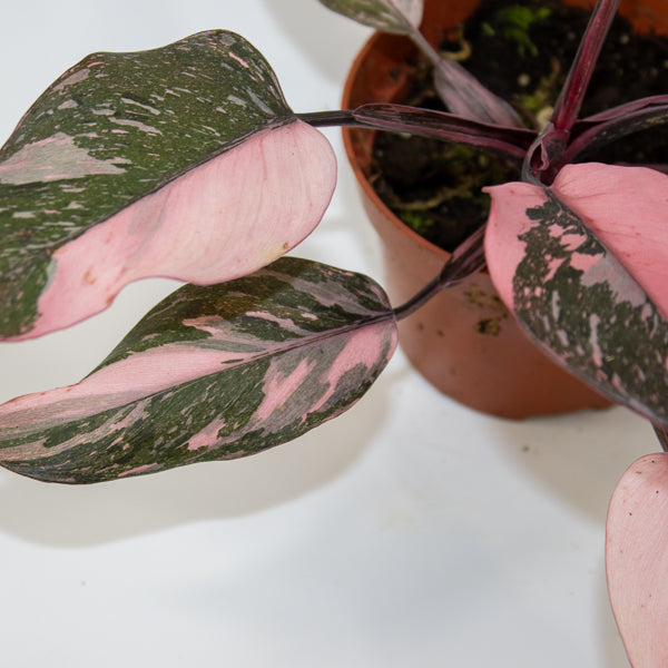 Philodendron Pink Princess Marble Ø10.5cm H15cm
