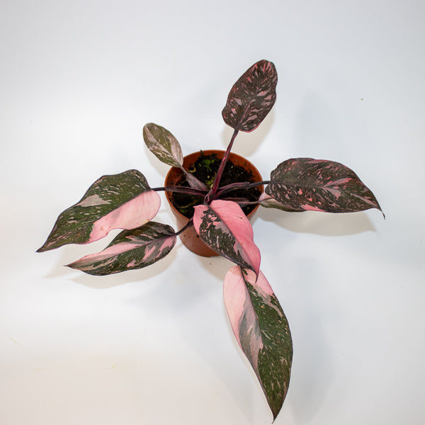 Philodendron Pink Princess Marble Ø10.5cm H15cm