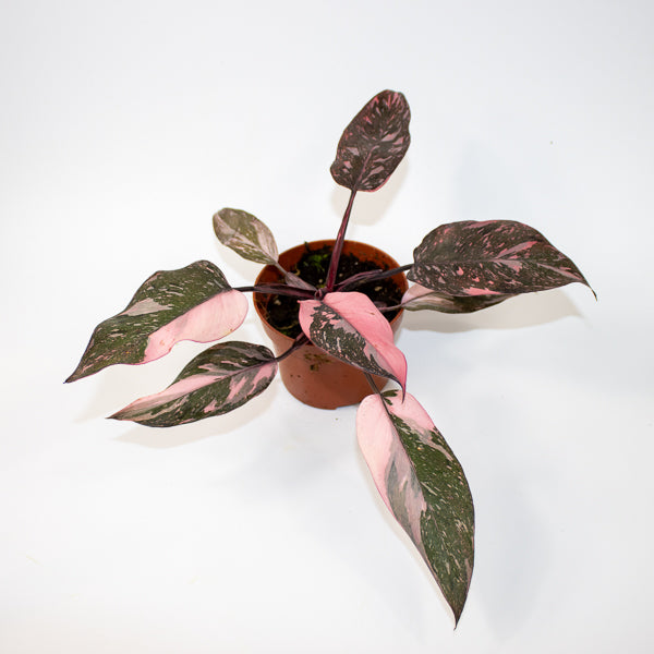 Philodendron Pink Princess Marble Ø10.5cm H15cm