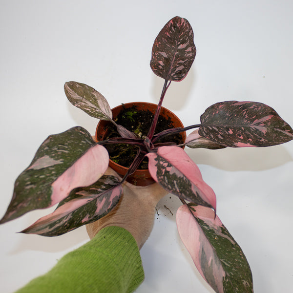 Philodendron Pink Princess Marble Ø10.5cm H15cm