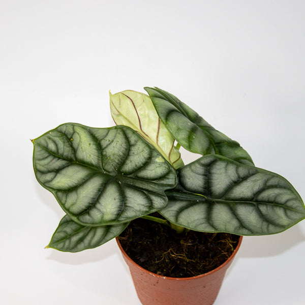 Alocasia Silver Dragon 12cm H25cm