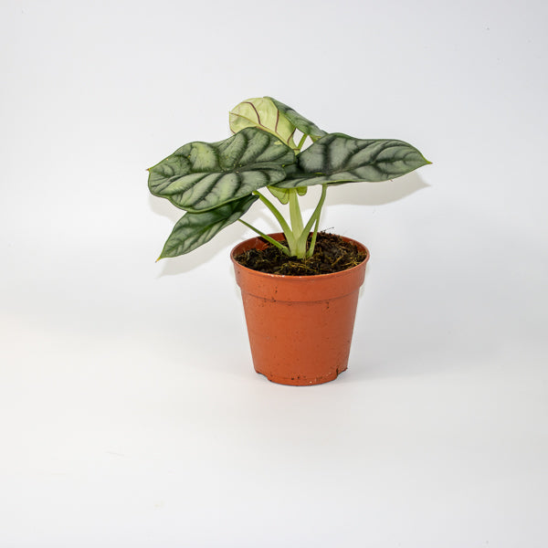 Alocasia Silver Dragon 12cm H25cm