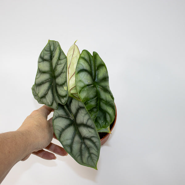 Alocasia Silver Dragon 12cm H25cm