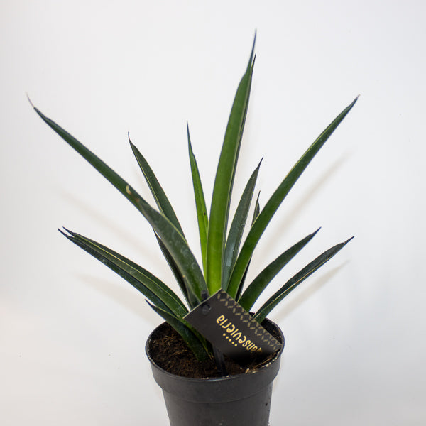 Sansevieria Comet Amazon Green Ø12cm H27cm