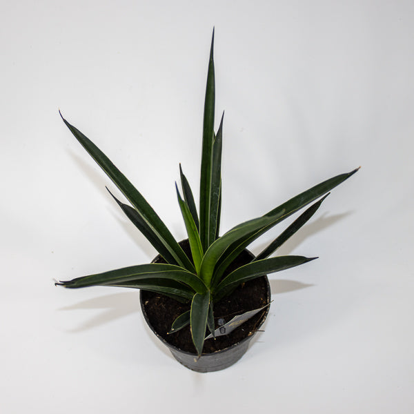 Sansevieria Comet Amazon Green Ø12cm H27cm