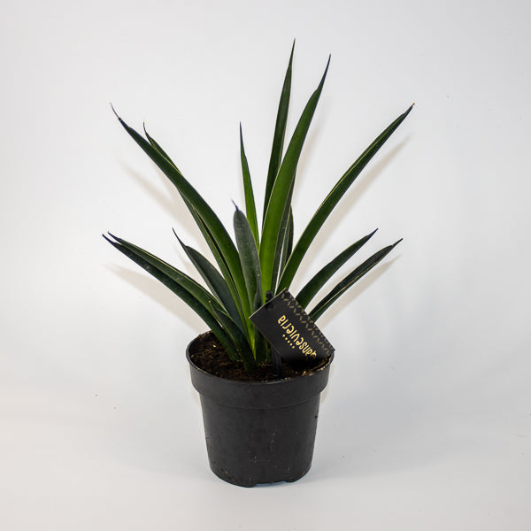 Sansevieria Comet Amazon Green Ø12cm H27cm