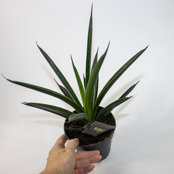 Sansevieria Comet Amazon Green Ø12cm H27cm