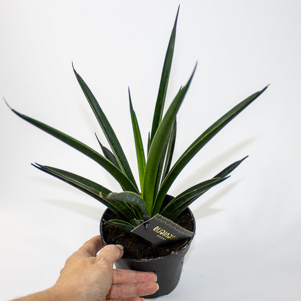 Sansevieria Comet Amazon Green Ø12cm H27cm