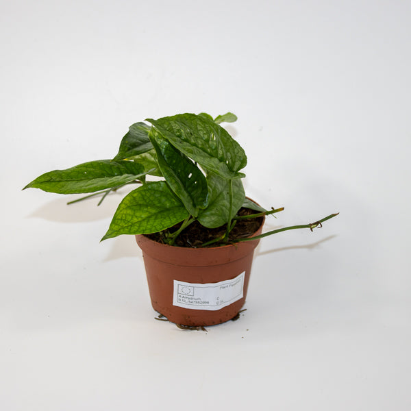 Amydrium medium Spider Ø9cm H15cm