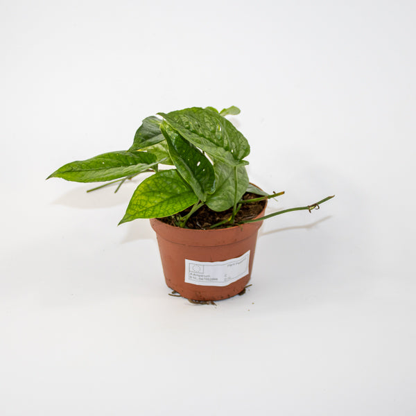 Amydrium medium Spider Ø9cm H15cm