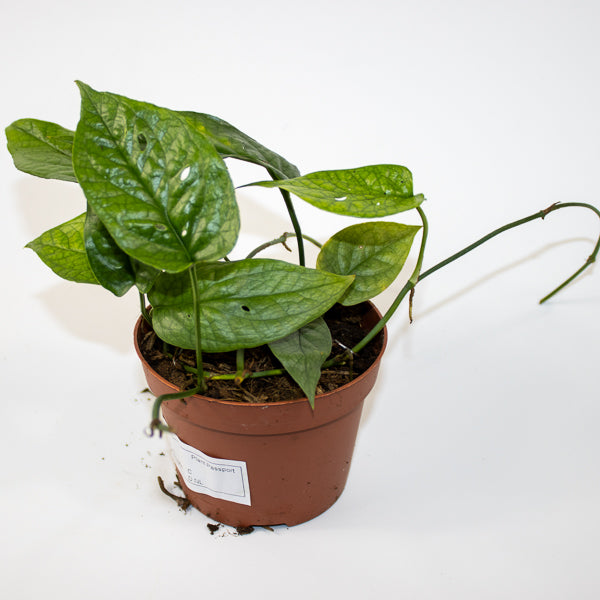 Amydrium medium Spider Ø9cm H15cm