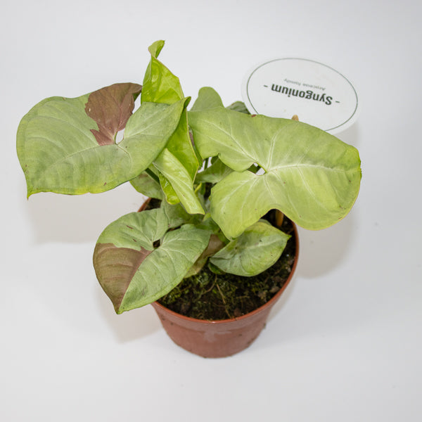 Syngonium Confetti Ø12cm H25cm