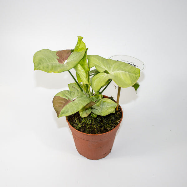 Syngonium Confetti Ø12cm H25cm