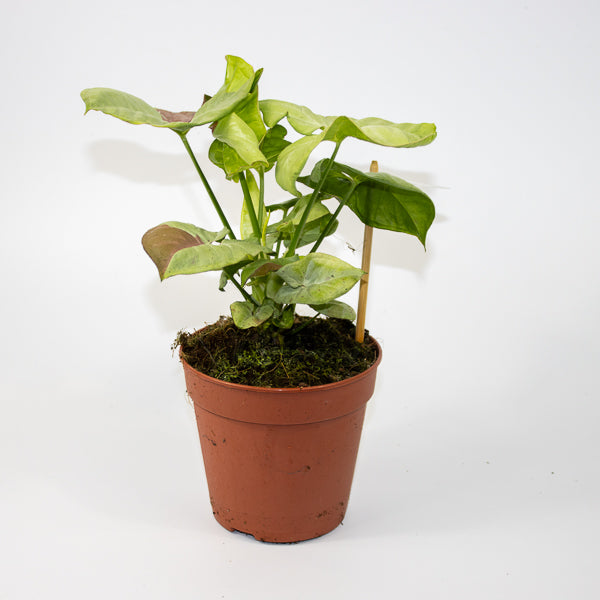Syngonium Confetti Ø12cm H25cm