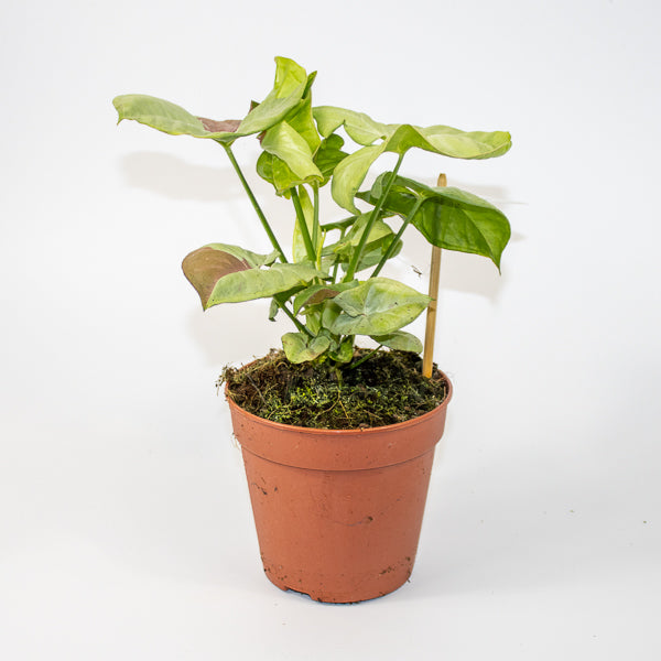 Syngonium Confetti Ø12cm H25cm