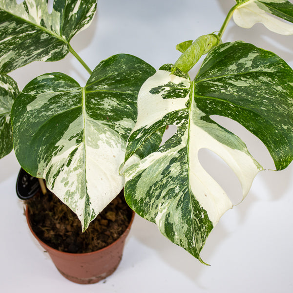 Monstera deliciosa Variegata Ø15cm H45cm
