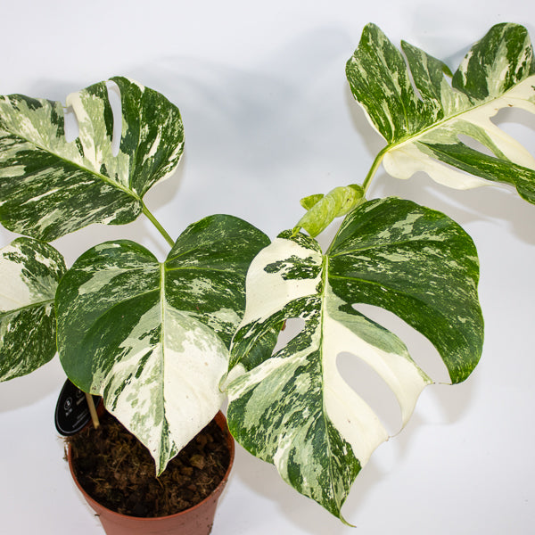 Monstera deliciosa Variegata Ø15cm H45cm