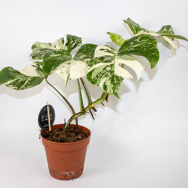 Monstera deliciosa Variegata Ø15cm H45cm
