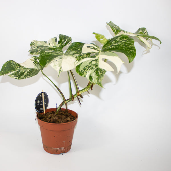 Monstera deliciosa Variegata Ø15cm H45cm