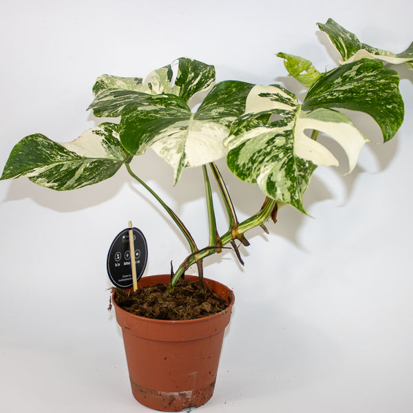 Monstera deliciosa Variegata Ø15cm H45cm