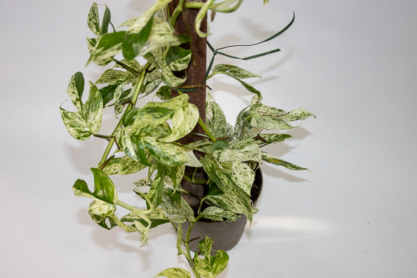 Epipremnum pinnatum Marble Variegata Ø13cm H35cm