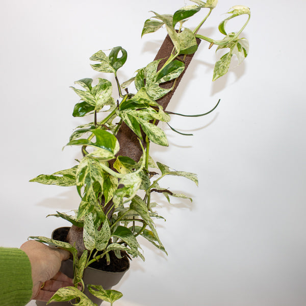 Epipremnum pinnatum Marble Variegata Ø13cm H35cm