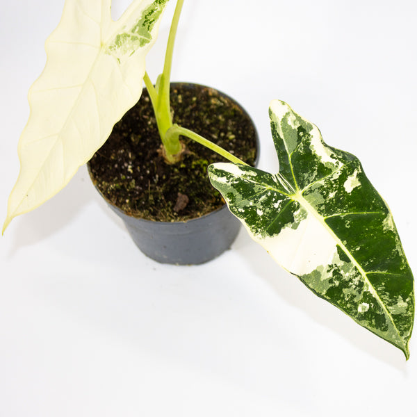 Alocasia micholitziana Frydek Variegata Ø12cm H30cm