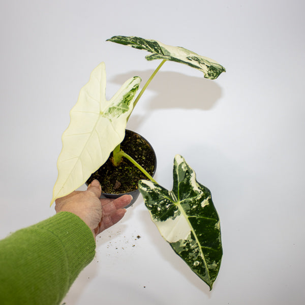 Alocasia micholitziana Frydek Variegata Ø12cm H30cm