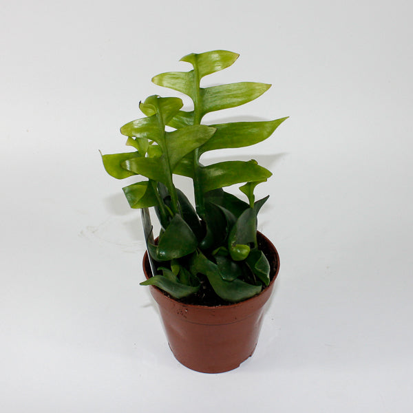 Fern Leaf Cactus - Epiphyllum Chrysocardium Ø12cm H22cm
