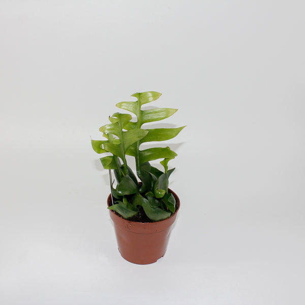 Fern Leaf Cactus - Epiphyllum Chrysocardium Ø12cm H22cm