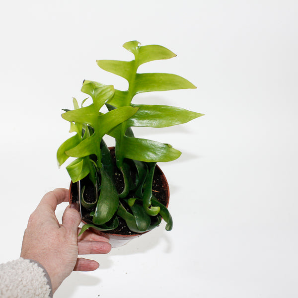 Fern Leaf Cactus - Epiphyllum Chrysocardium Ø12cm H22cm