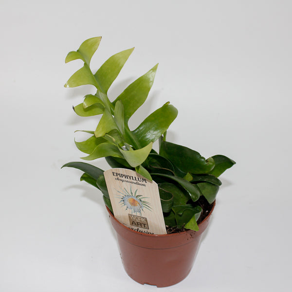 Fern Leaf Cactus - Epiphyllum Chrysocardium Ø12cm H22cm