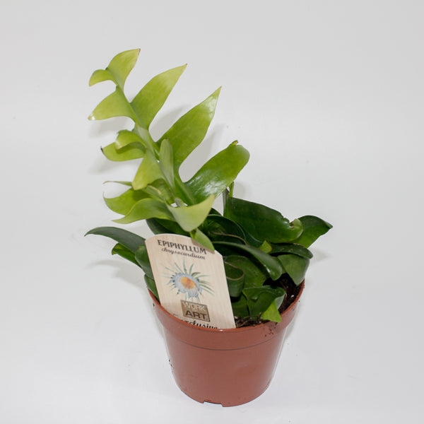 Fern Leaf Cactus - Epiphyllum Chrysocardium Ø12cm H22cm