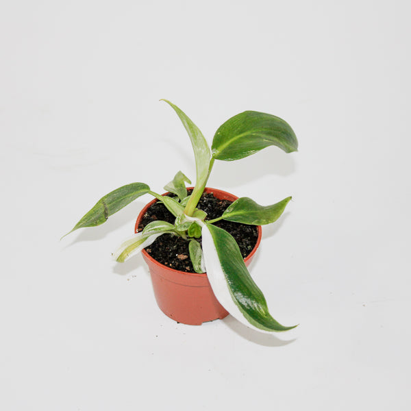 Philodendron White Princess Ø6cm H15cm