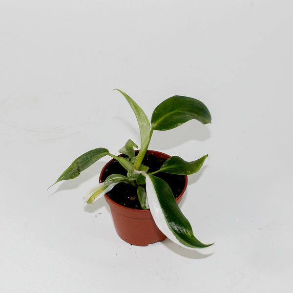 Philodendron White Princess Ø6cm H15cm