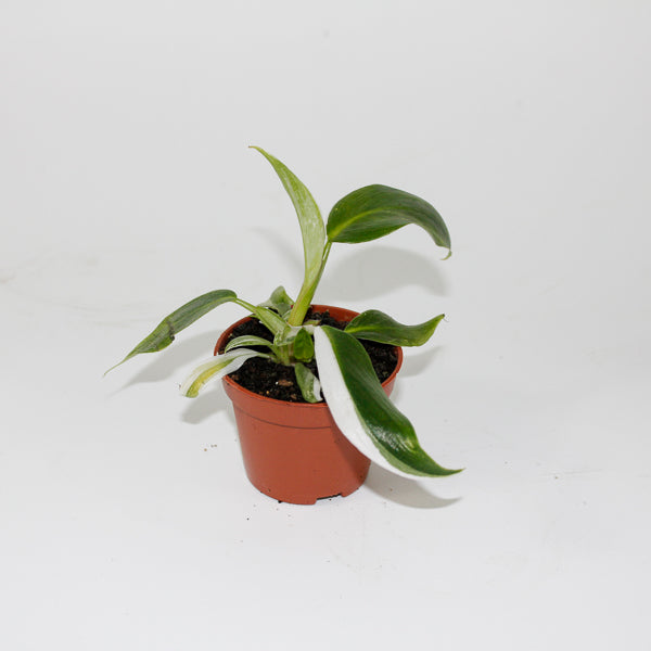 Philodendron White Princess Ø6cm H15cm