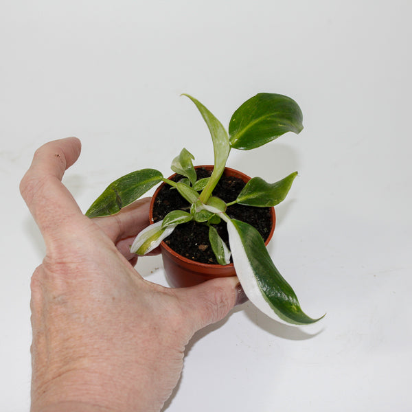 Philodendron White Princess Ø6cm H15cm