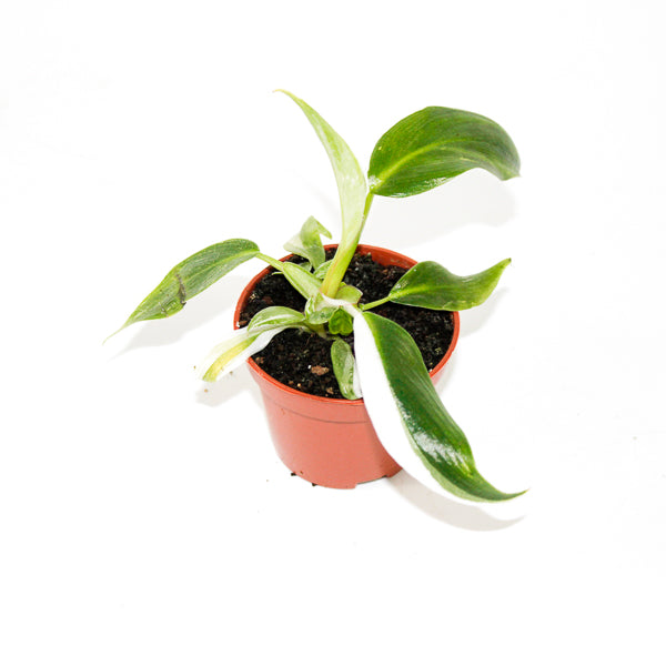 Philodendron White Princess Ø6cm H15cm