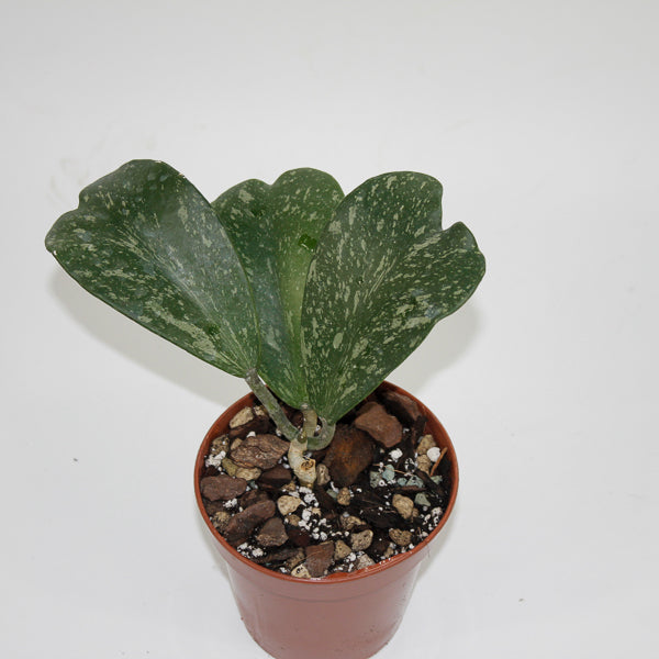 Hoya kerrii ‘Splash’ (Small Vine) Ø10.5cm H20cm