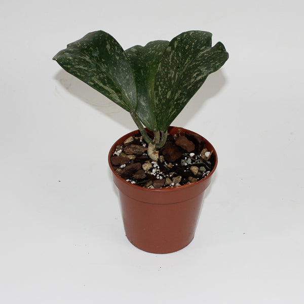 Hoya kerrii ‘Splash’ (Small Vine) Ø10.5cm H20cm