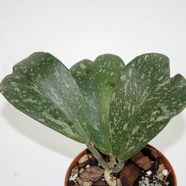 Hoya kerrii ‘Splash’ (Small Vine) Ø10.5cm H20cm