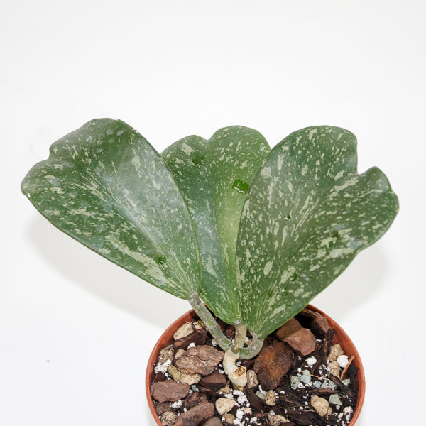 Hoya kerrii ‘Splash’ (Small Vine) Ø10.5cm H20cm