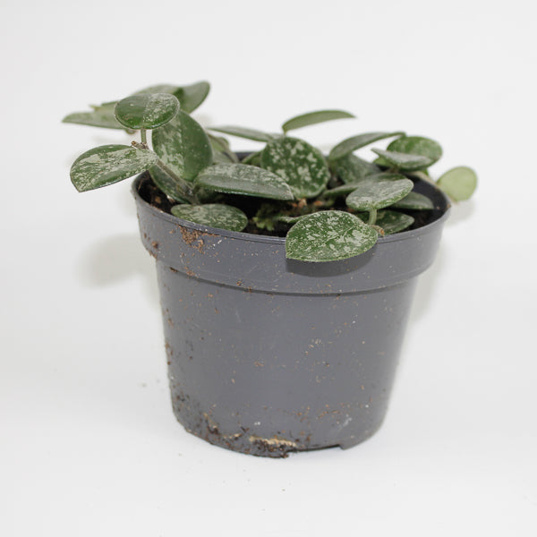 Hoya Mathilde Splash