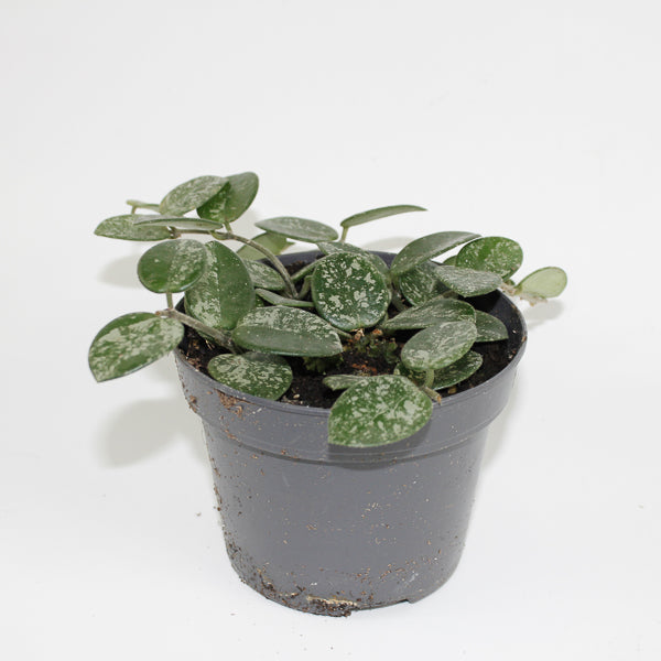 Hoya Mathilde Splash