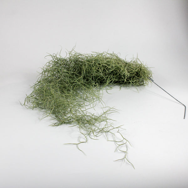 Spanish Moss - Tillandsia usneoides large Ø5cm H60cm