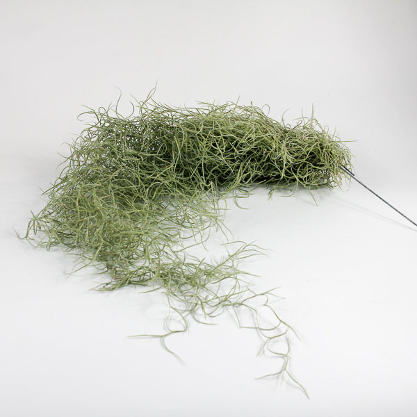 Spanish Moss - Tillandsia usneoides large Ø5cm H60cm