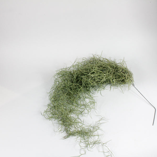 Spanish Moss - Tillandsia usneoides large Ø5cm H60cm