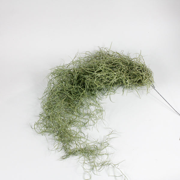 Spanish Moss - Tillandsia usneoides large Ø5cm H60cm