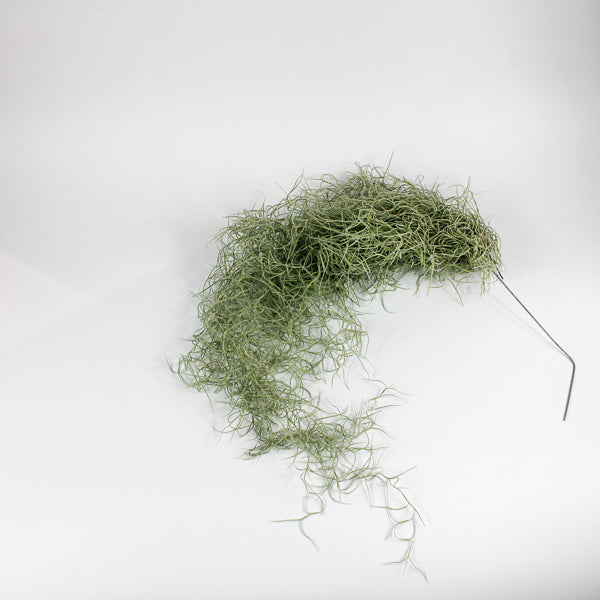 Spanish Moss - Tillandsia usneoides large Ø5cm H60cm
