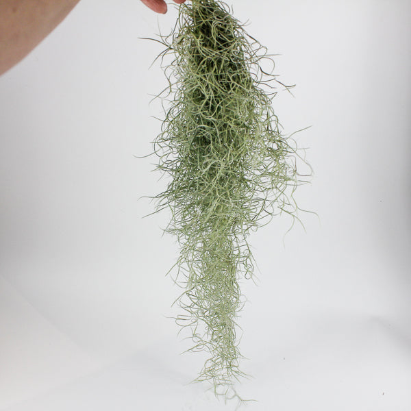 Spanish Moss - Tillandsia usneoides large Ø5cm H60cm